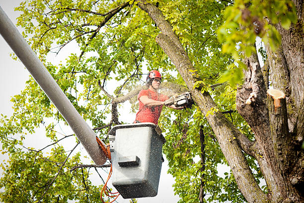 Trusted Lakewood Park, TN Tree Services Experts